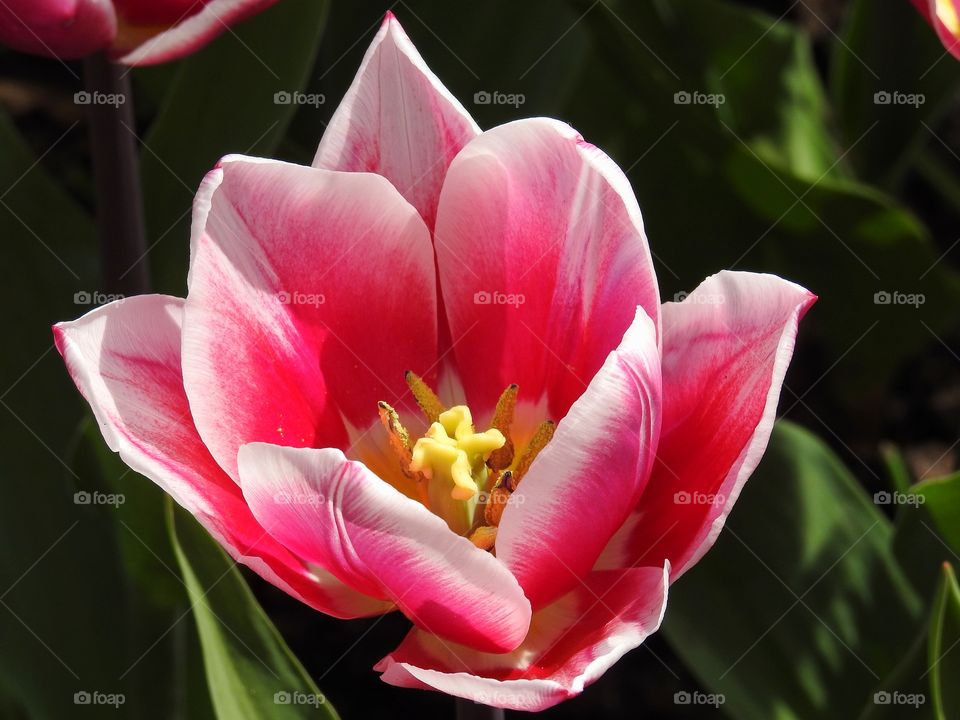 Close-up of pink flower