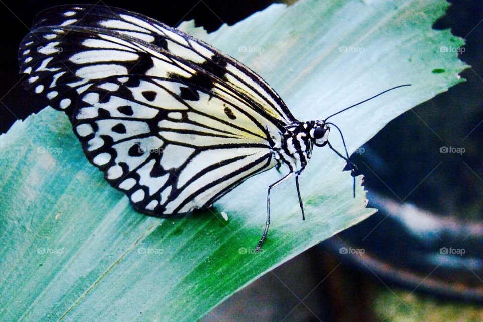 Butterfly on leaf
