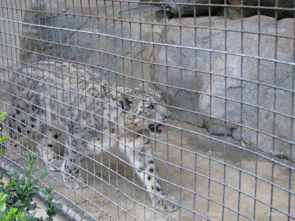 Snow leopard at the zoo