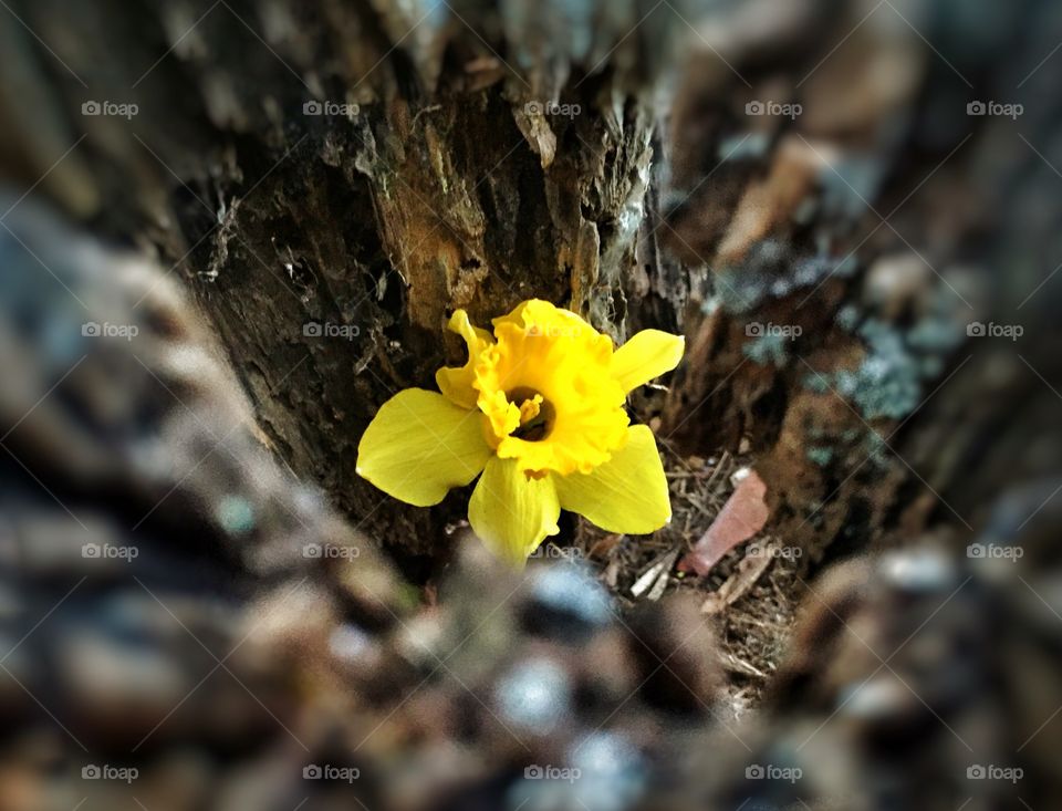 Daffodil flower on tree trunk