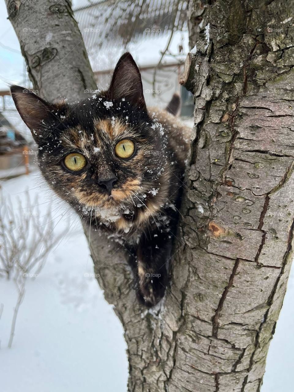 A small colorful cat climbed a tree, but suddenly the snow shook, she was surprised 😸❄️📷