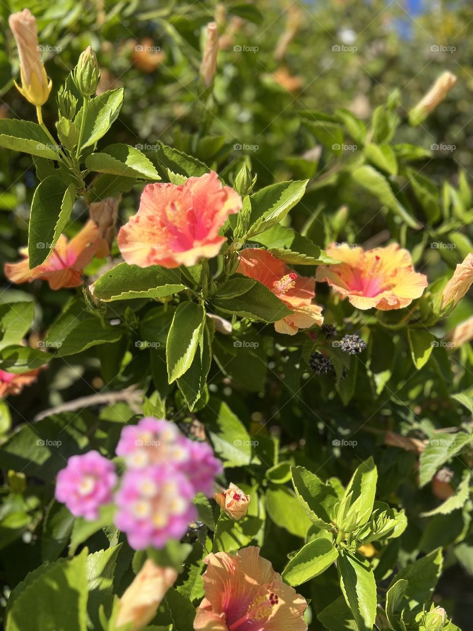 Flowers 