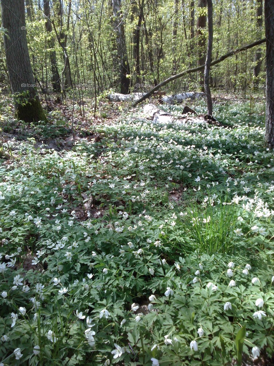 forest meadow