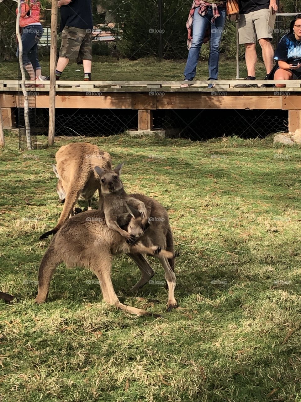 Kangaroo fight 