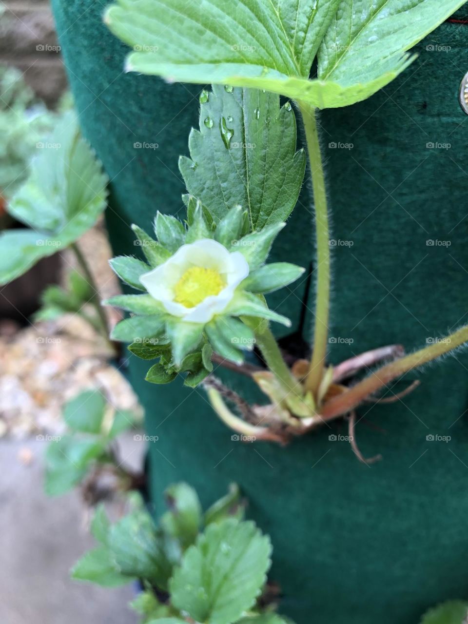 Growing strawberries in bags