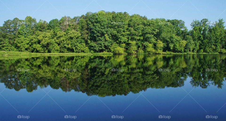 Tree reflecting on Lake