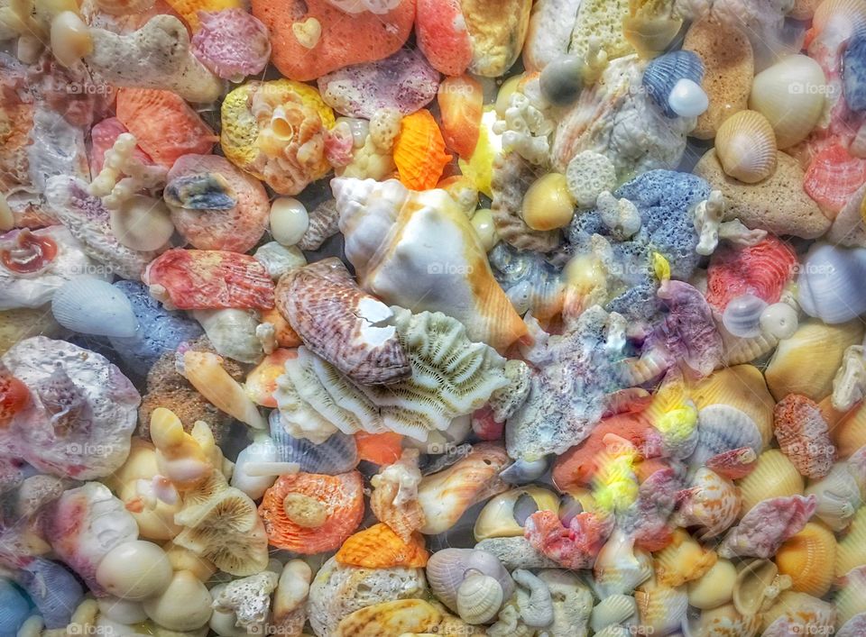 My seashells collection.