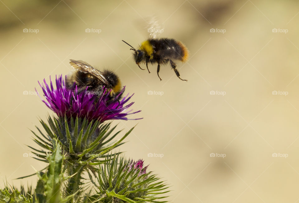 Bees collecting honey