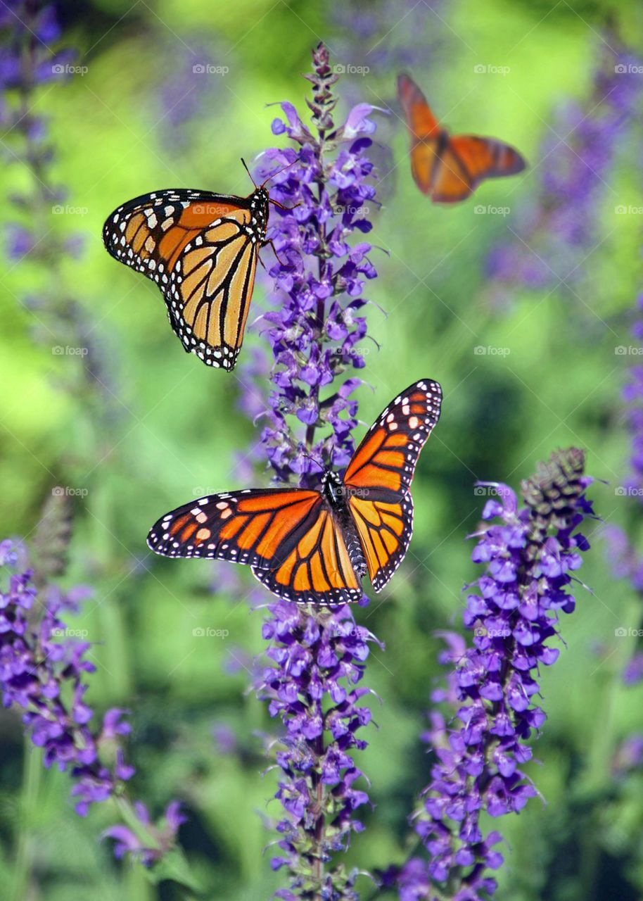 butterflies and violet flower