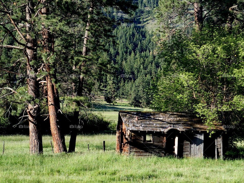 An old abandoned homestead amongst the ponderosa pine trees at the base of a hill in Central Oregon’s Ochoco Forest 