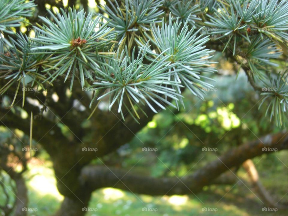 Closeup trees 