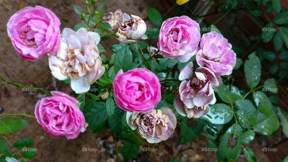 As velhas flores de uma roseira.