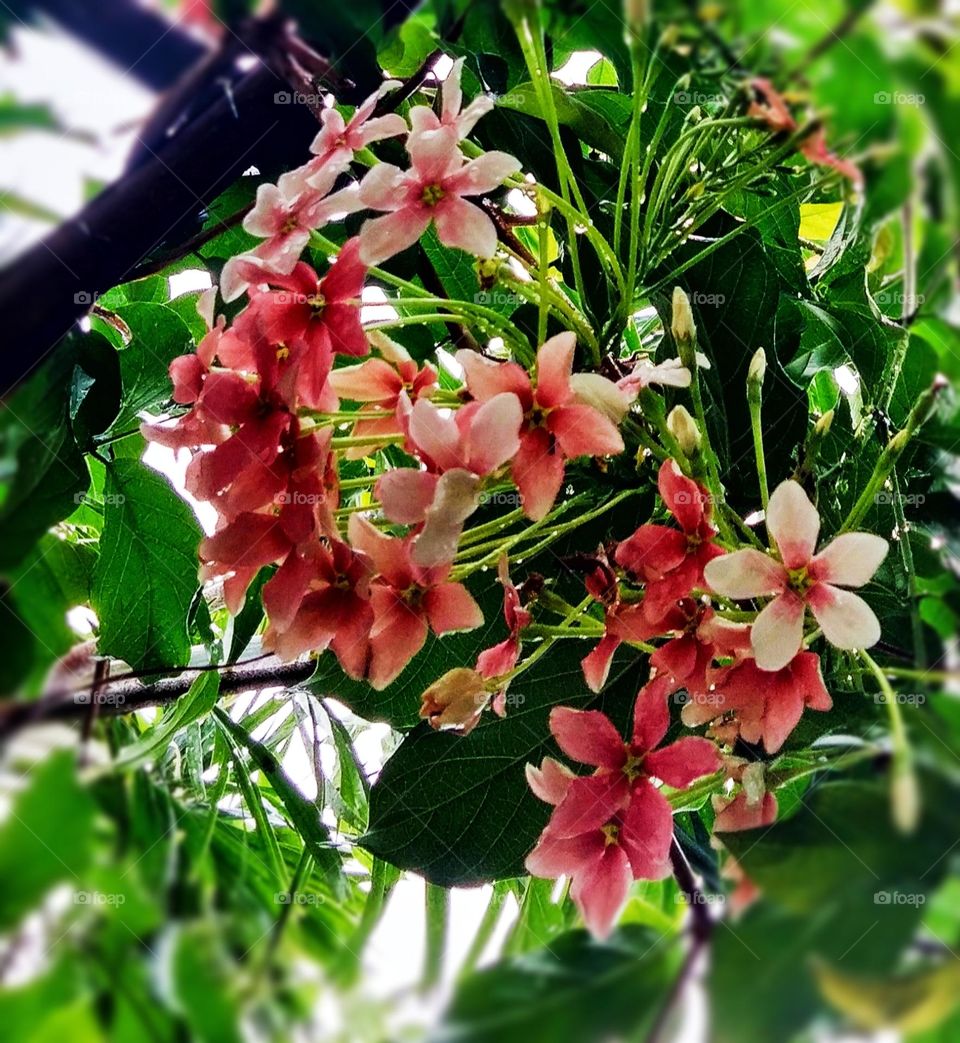 flower bloom in the rainy