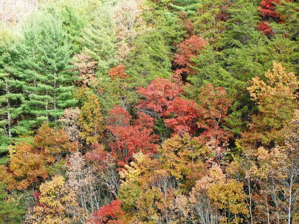 green red tree trees by refocusphoto