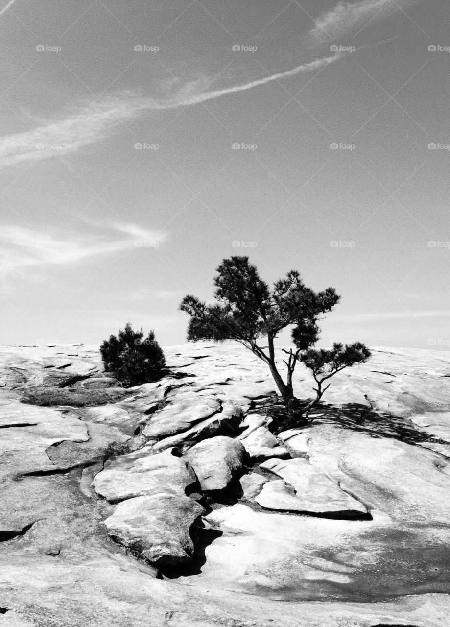 A pine tree on Stone Mountain in Georgia 