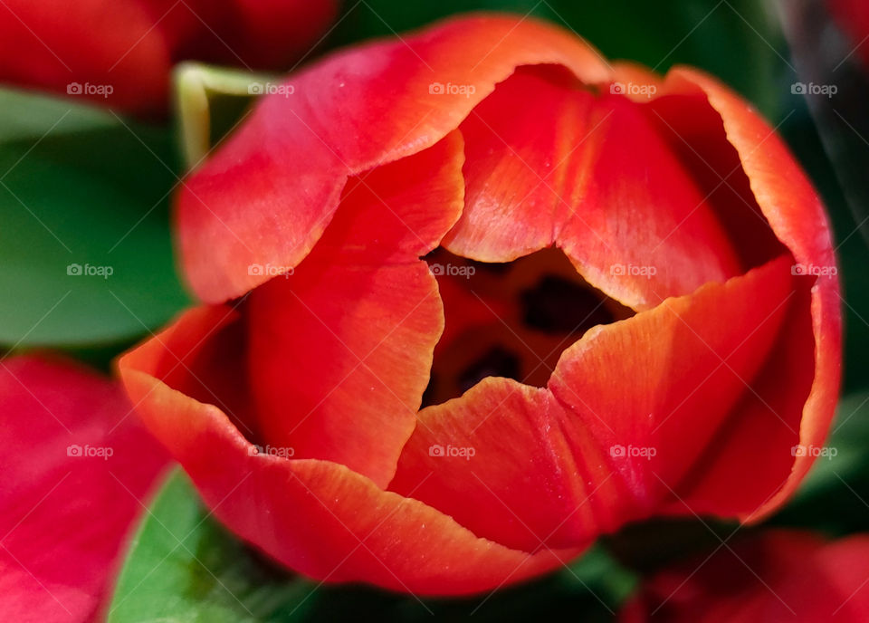 Tulip in red