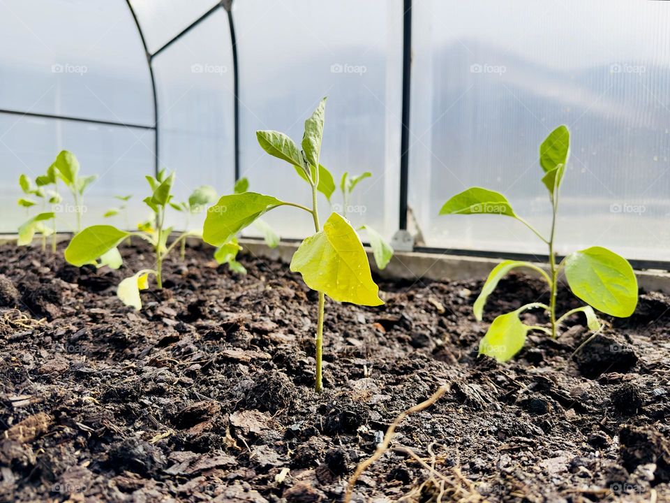 eggplant seedlings in a greenhouse