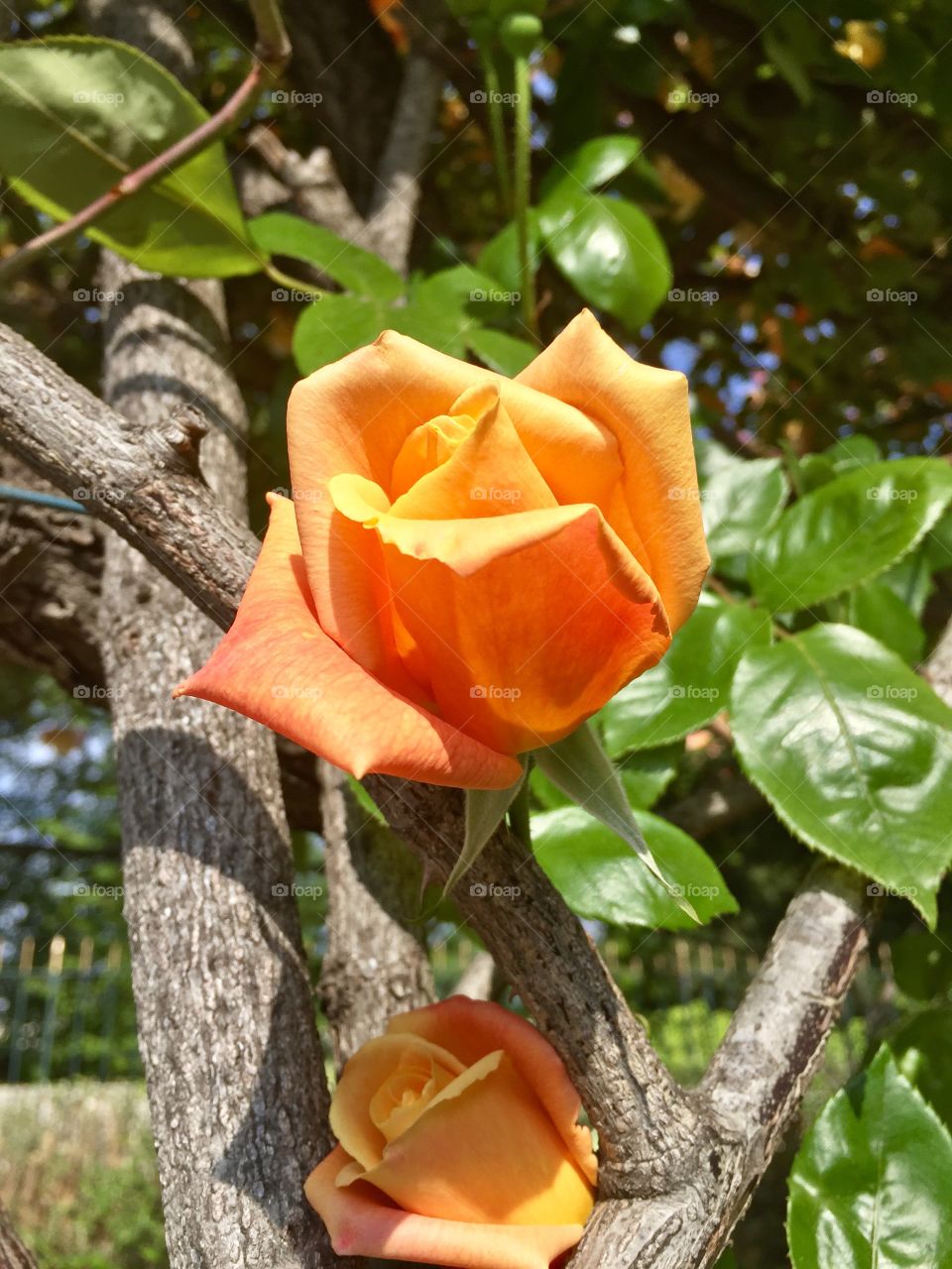 Yellow flower blooming on tree
