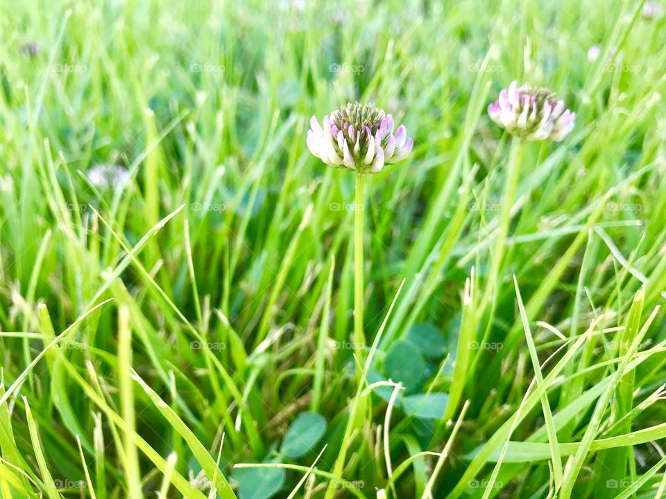 Clover flowers 