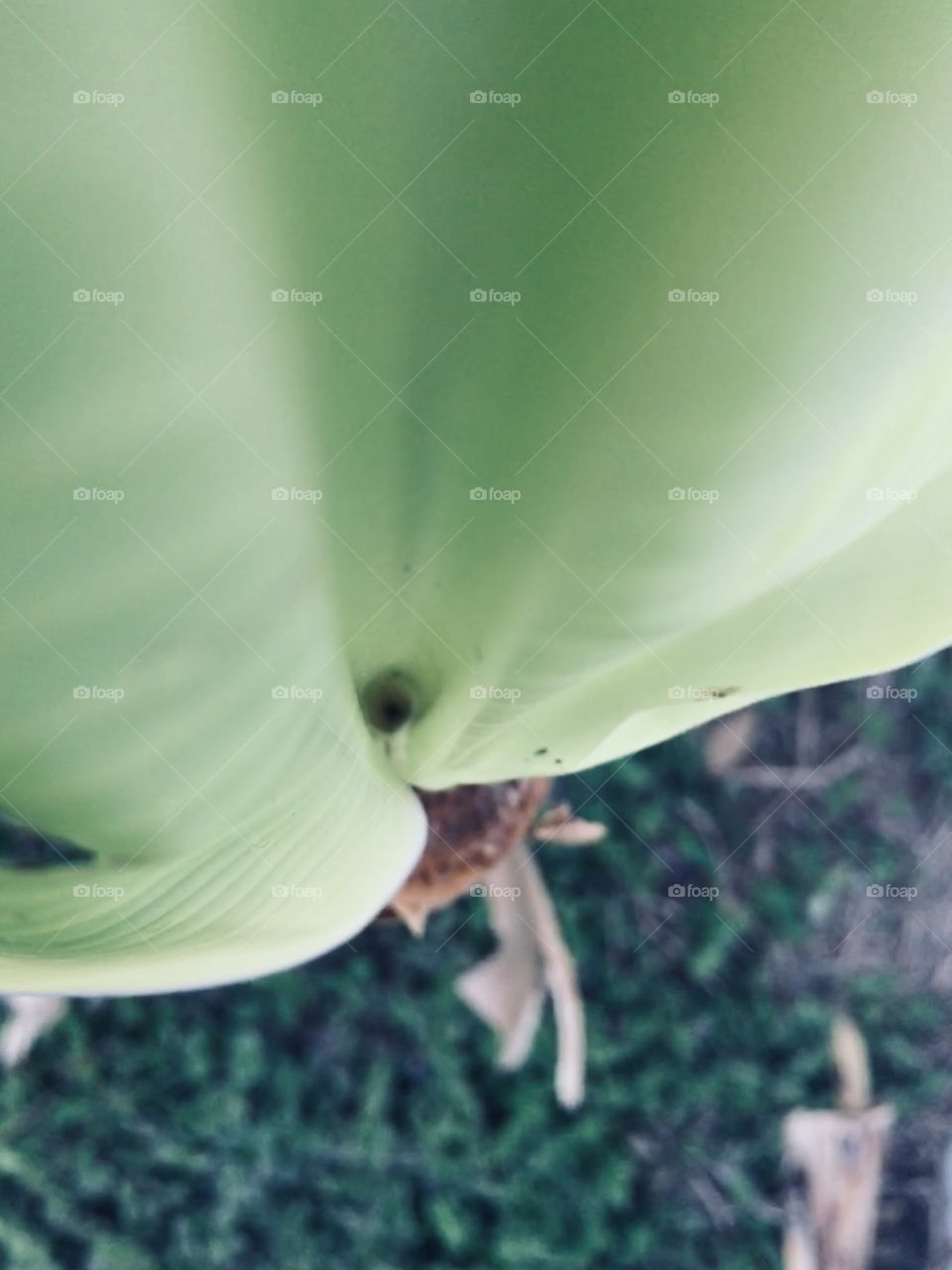 Banana tree leaf 🍁