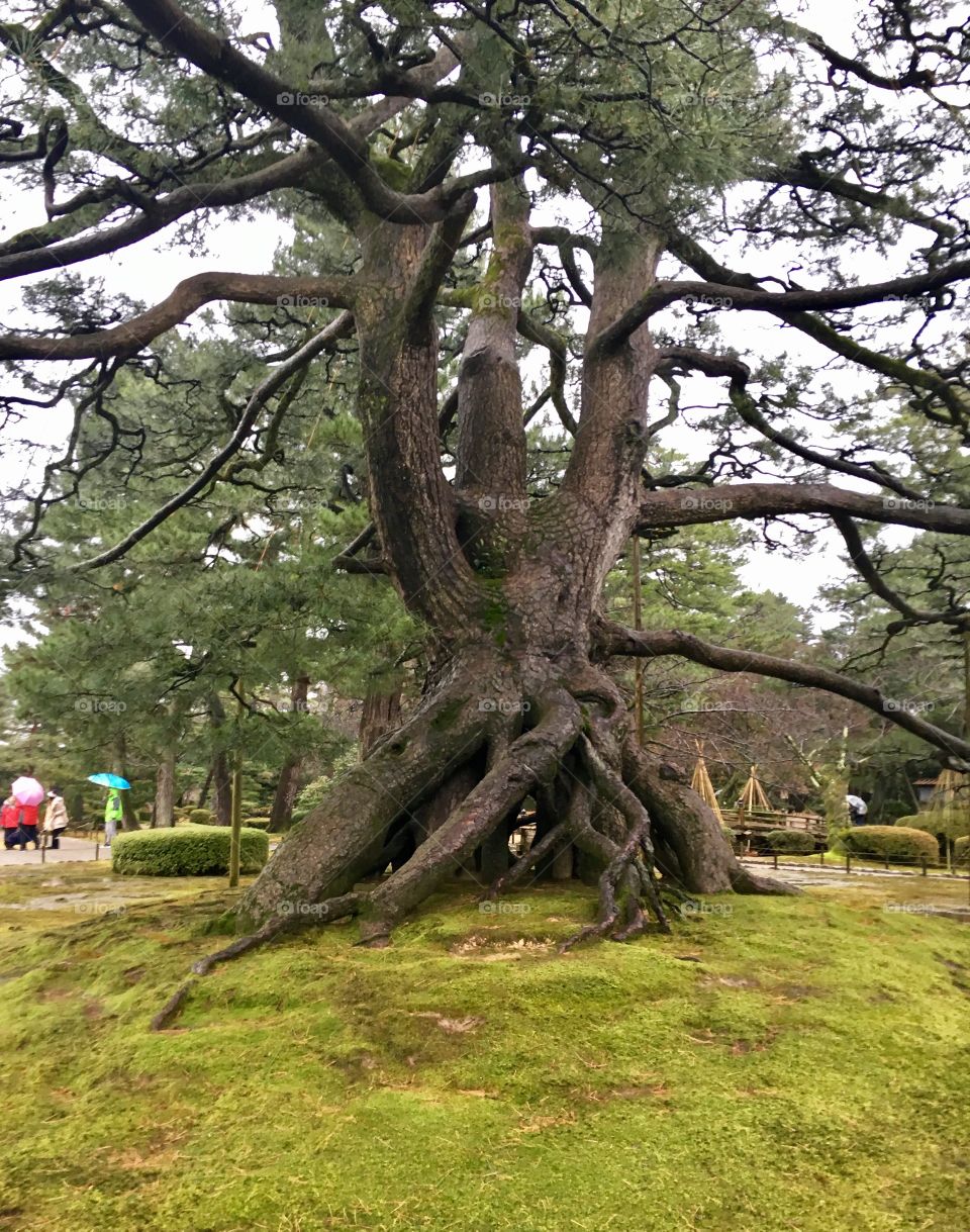Tree with Large Exposed Roots