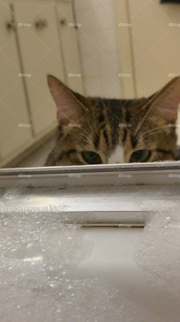 Cat looking into bubble bath