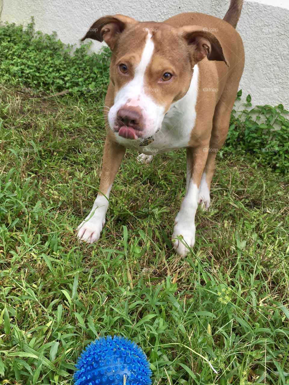 Adorable rescue pitbull with tongue out