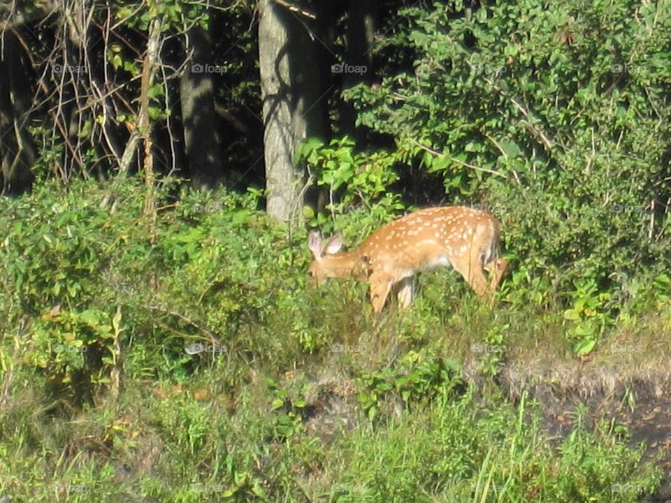 Young deer eating near lakeside
