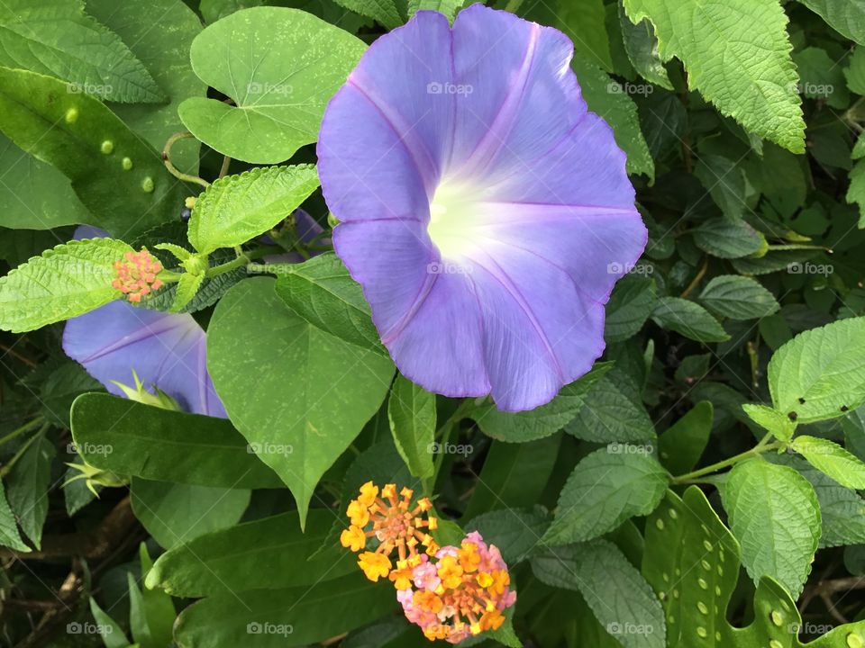 Morning glory and lantana