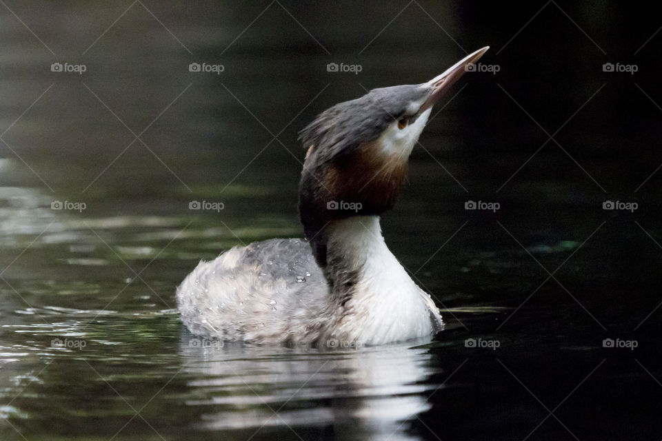 Water bird - Great crested grebe, waterfowl - skäggdopping 