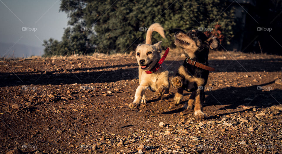 puppies chasing my camera but my camera won
