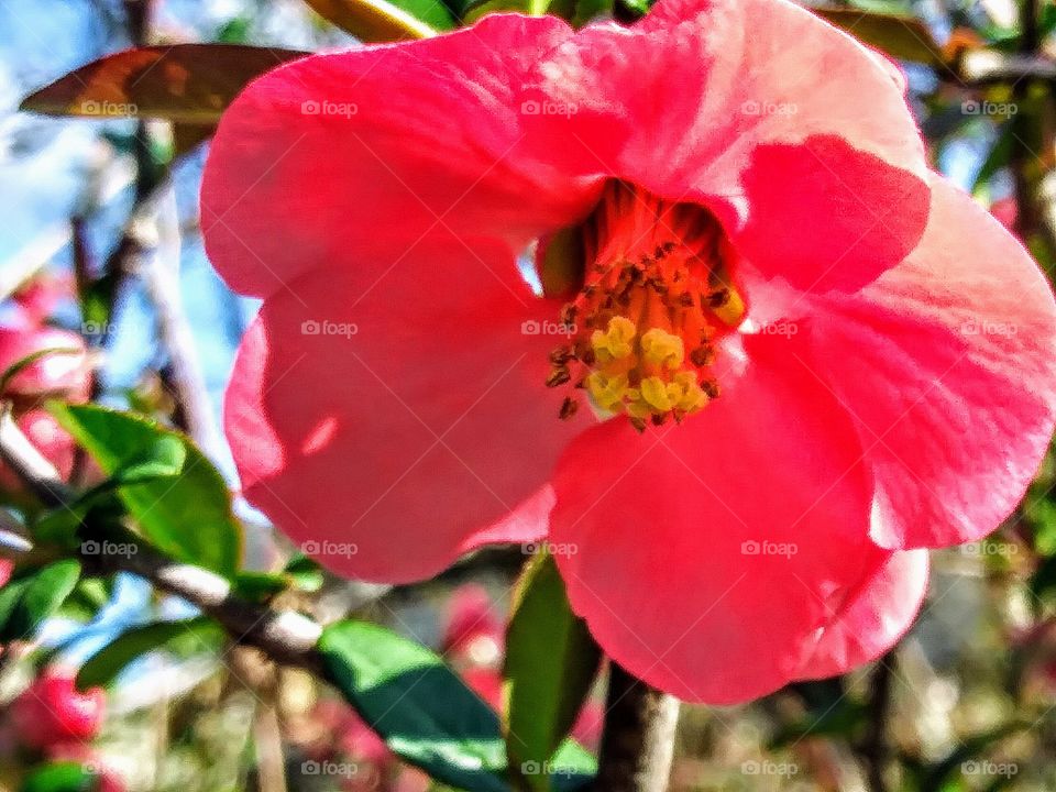 close up of pink spring flower