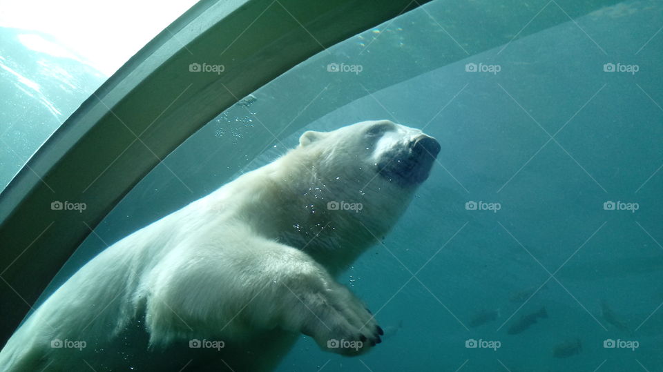 Polar bear swimming undewater