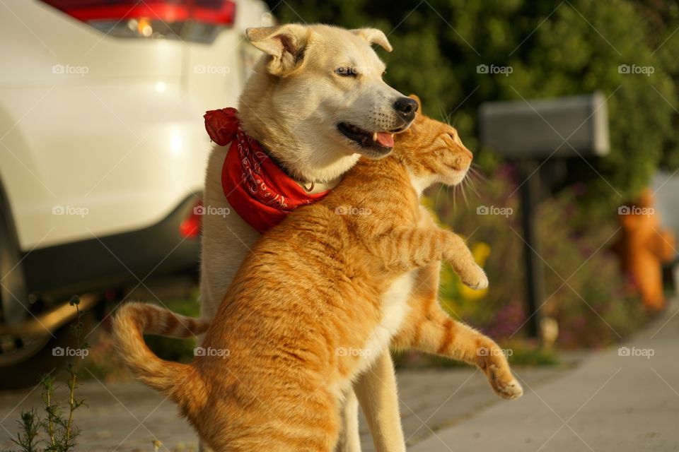 Dog And Cat Are Friends