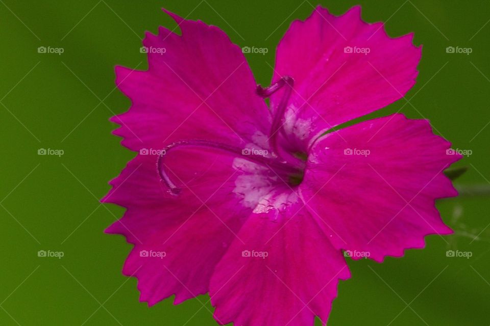 Pink flower