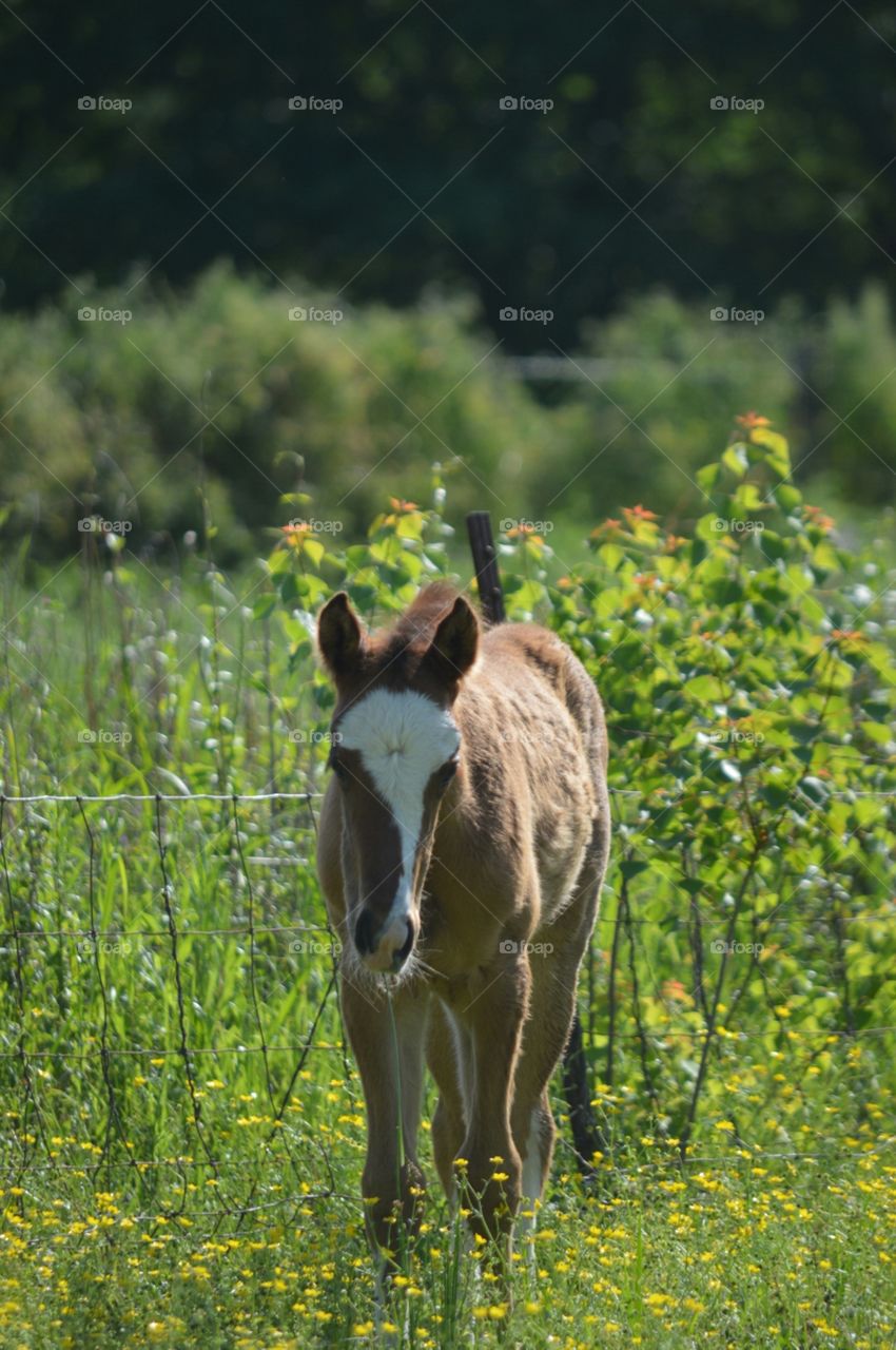 foal