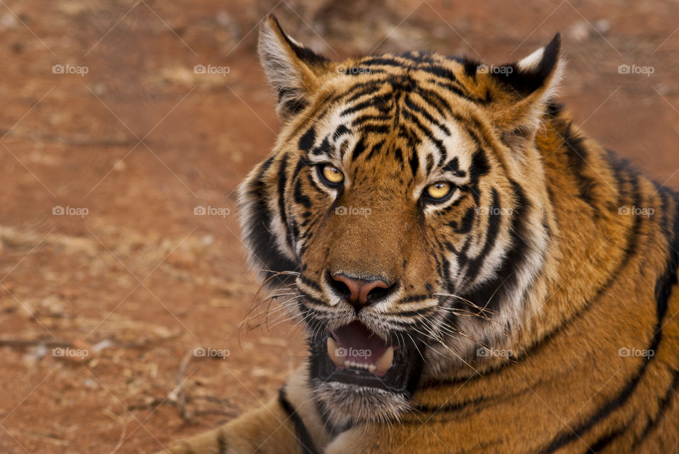 tiger lating on the ground looking at me