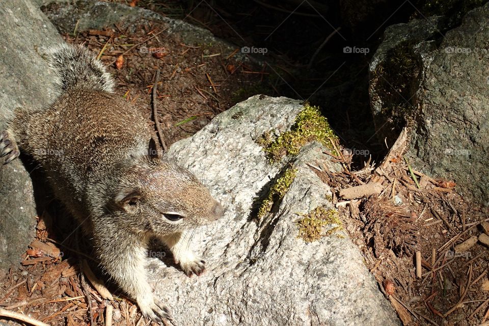 a squirrel looking for food on a Yosemite Trail