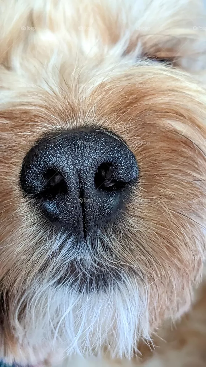 The Nose Knows