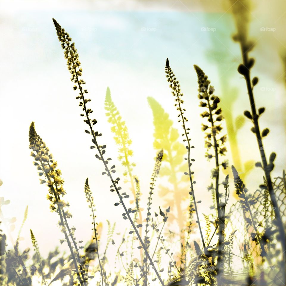 Grasses in the mist abstract 