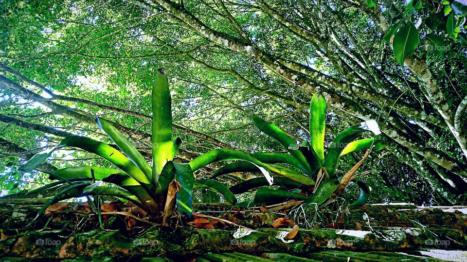 BROMÉLIA PONTO DE ONIBUS