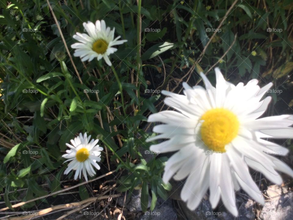 Three Daisies in the Grass
