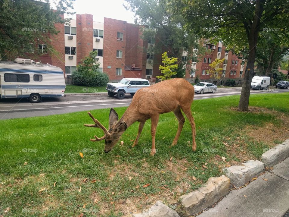 A deer about town