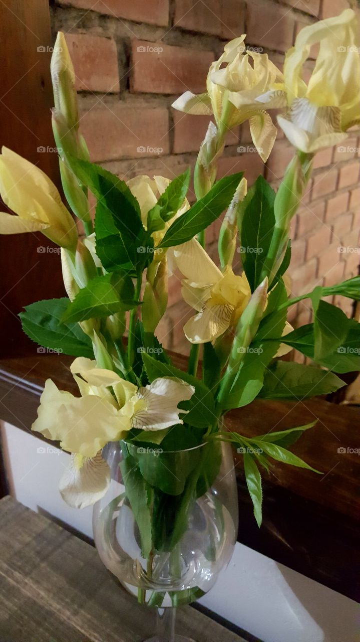 fresh iris flowers at home