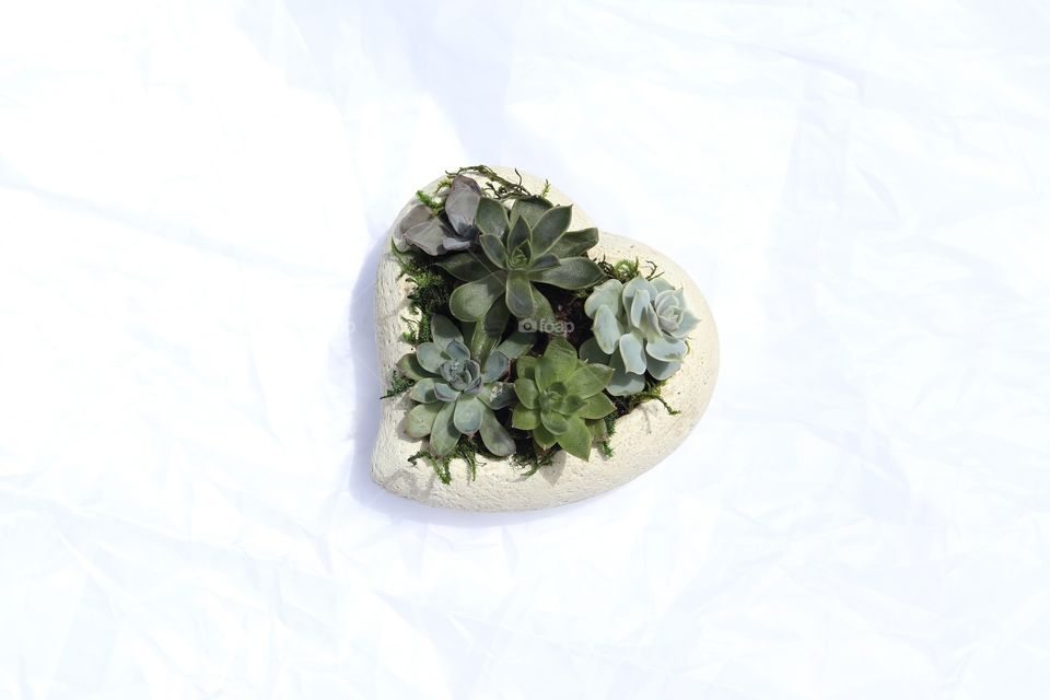 I Heart Succulents! 