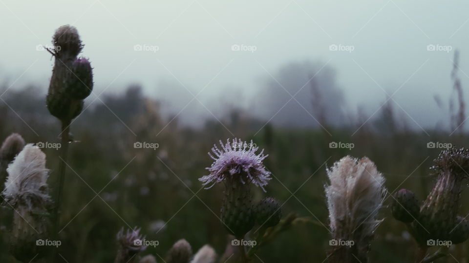 Morning misty fog