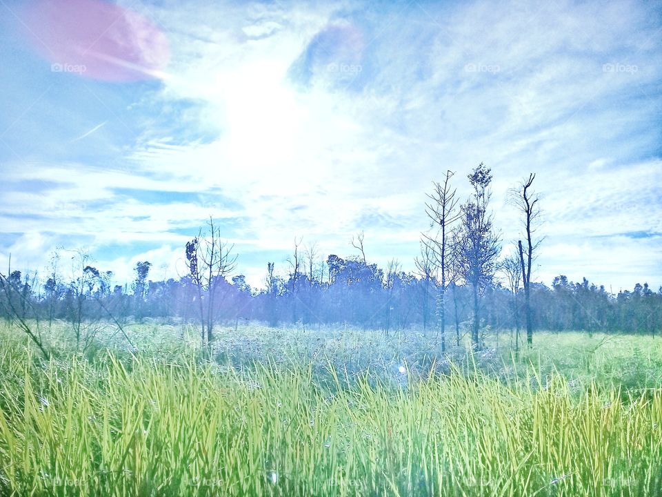 Tropical forests in Kalimantan Indonesia as the world's lungs