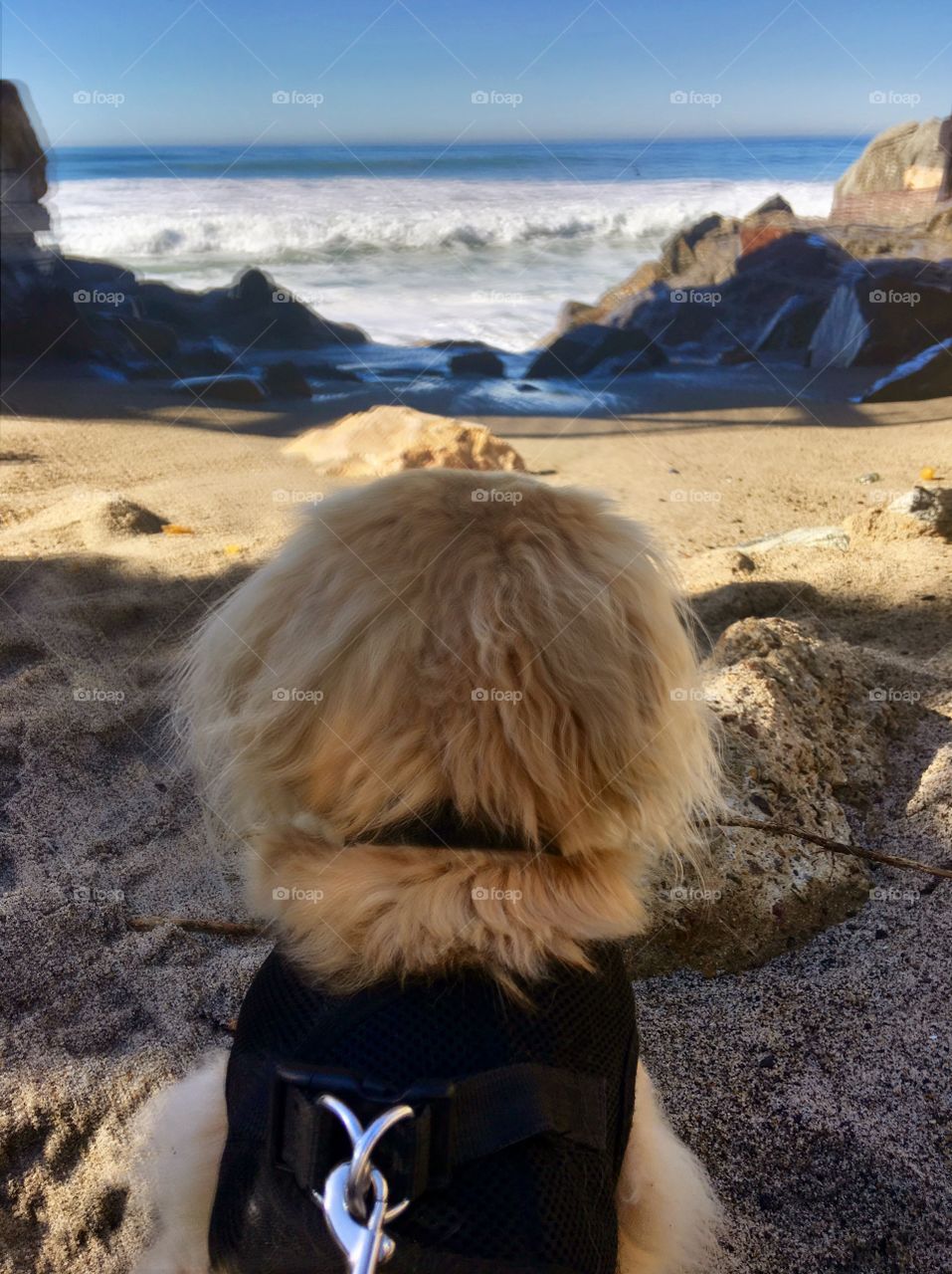 Dog Watching Waves
