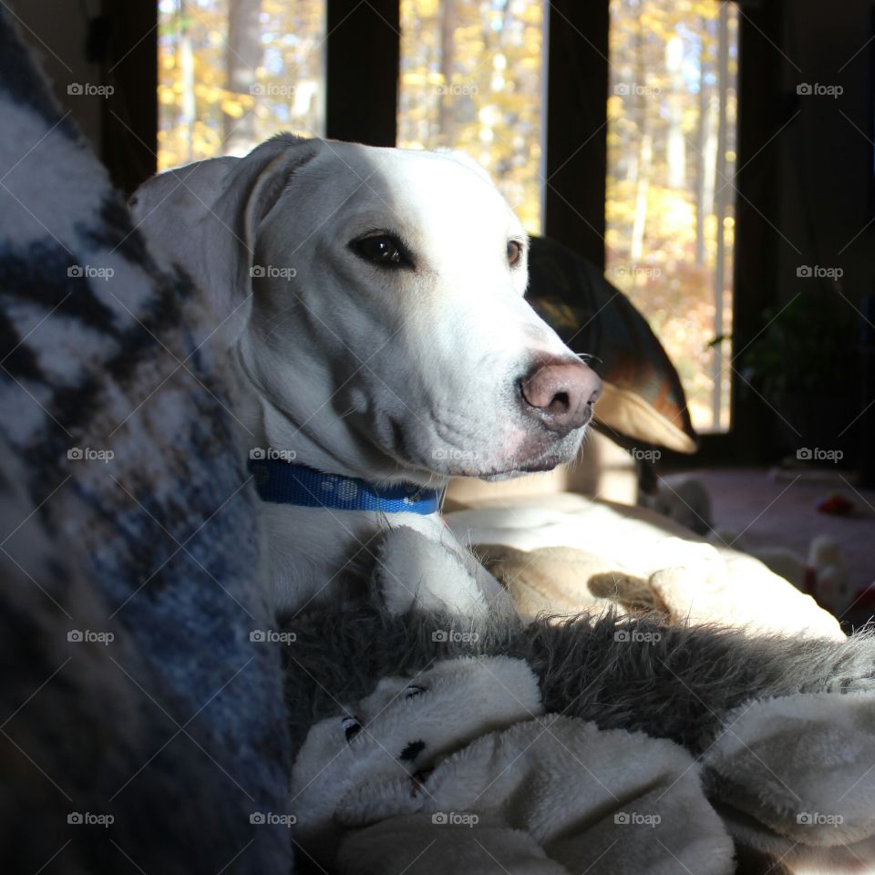squirrel watching out the window on a lazy Sunday afternoon