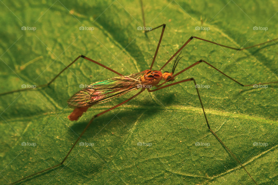 Crane Fly